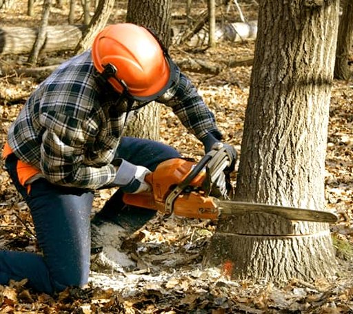 Tree Removal in Bangor, MI